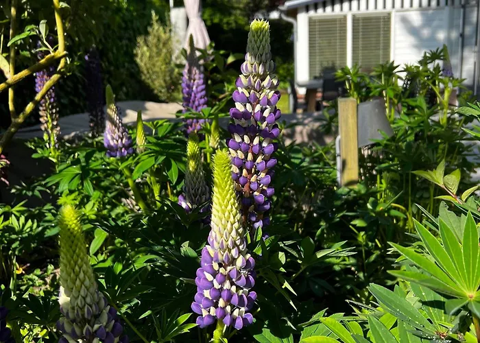 Casa vacanze Bosje 1 - Not Intended For Company Or Work-related *