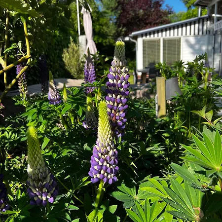 Ferienhaus Bosje 1 - Not Intended For Company Or Work-related *